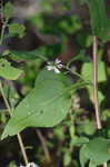 Common blue wood aster